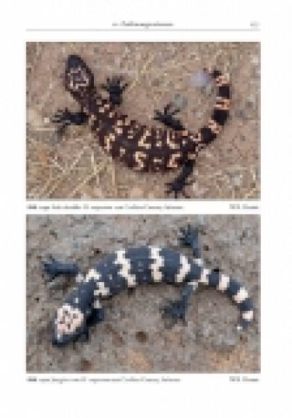 The Gila Monster - Heloderma suspectum